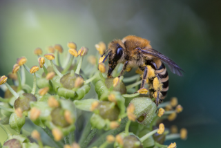 gregory_sajdak_idf abeille pollinisateurs