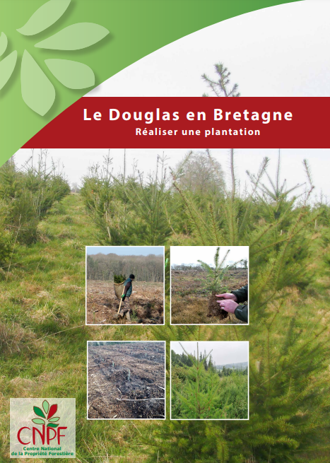 Le Douglas en Bretagne : plantation