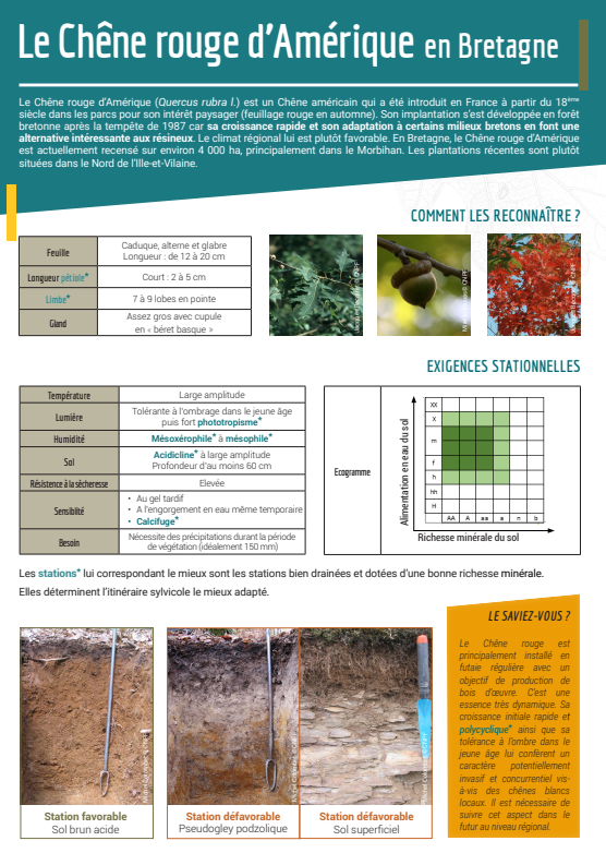 image chêne rouge fiche