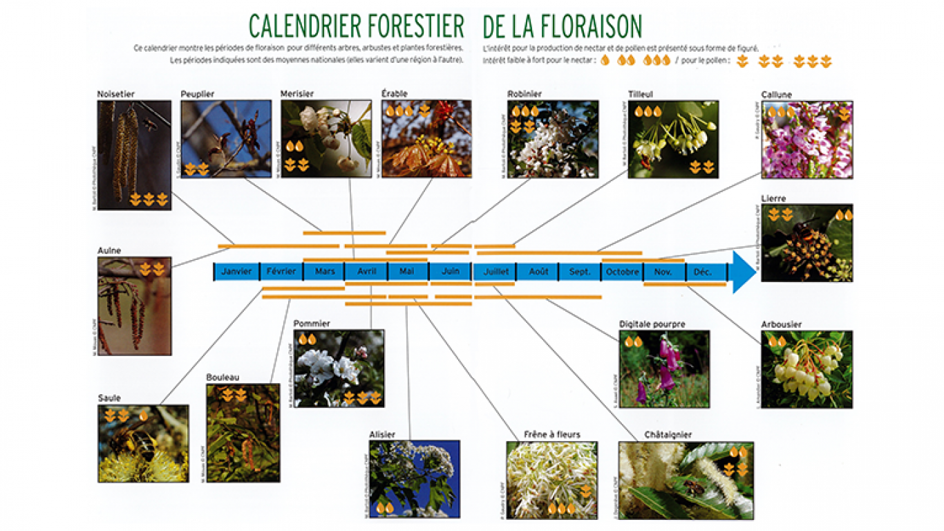 Calendrier - Pauline Marty