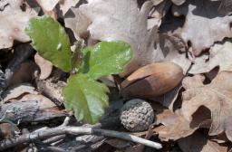 RF11_BRPL_production graines