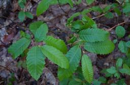 RF13_BRPL_Reconnaissance