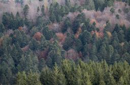 RF7_BRPL_Peuplemens mélangés