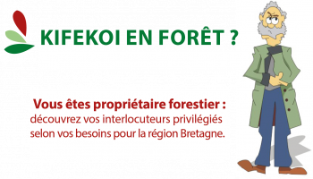 Kifékoi en forêt bretonne