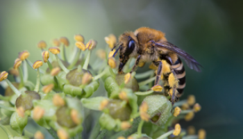abeille pollinisateurs