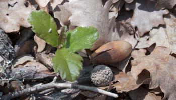 RF11_BRPL_production graines