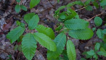 RF13_BRPL_Reconnaissance