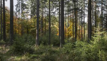 RF16_BRPL_Irregulier