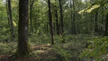 RF18_BRPL_Marteloscope