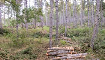 ERF21_BRPL_Eclaircies