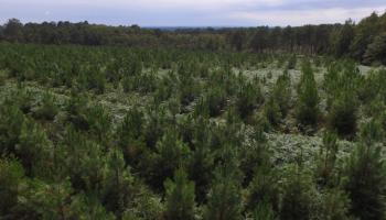 RF_BRPL_Pin maritime