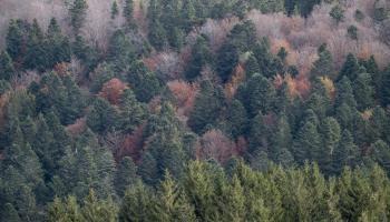 RF7_BRPL_Peuplemens mélangés