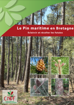 Pin maritime en Bretagne : éclaircir et récolter 