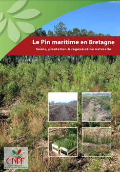 Pin maritime en Bretagne : semis