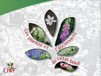 Les plantes et l'ancienneté de l'état boisé 