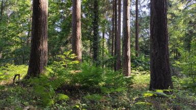 Les bases de la gestion forestière durable