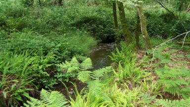 La biodiversité forestière
