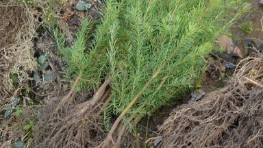 Plants de Douglas
