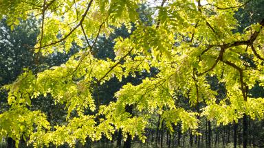 Robinier faux accacia