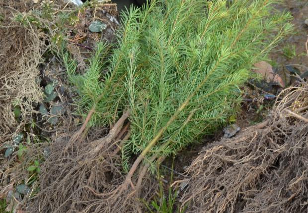 Plants de Douglas