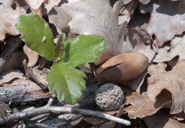 RF11_BRPL_production graines