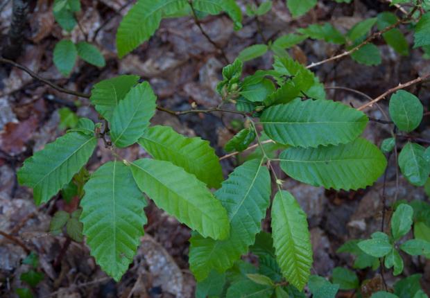 RF13_BRPL_Reconnaissance