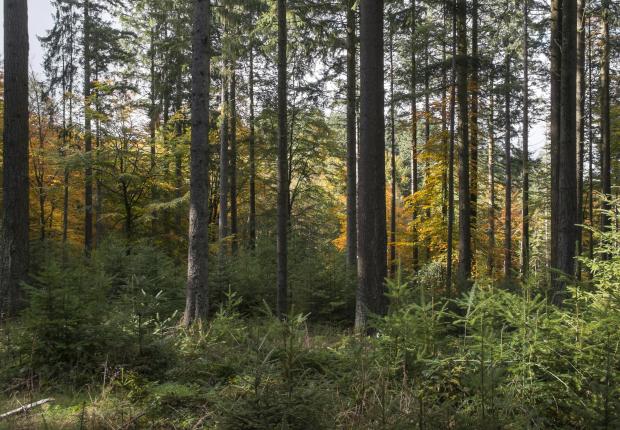 RF16_BRPL_Irregulier