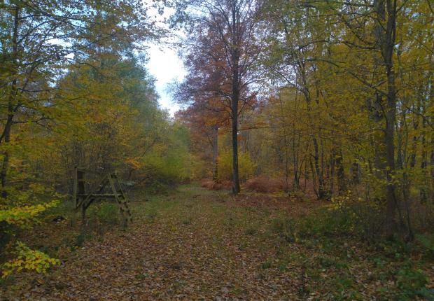 RF17_BRPL_Equilibre forêt-gibier