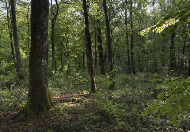 RF18_BRPL_Marteloscope