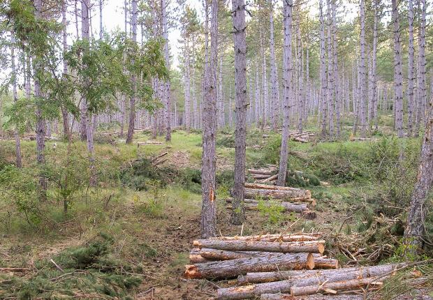 ERF21_BRPL_Eclaircies