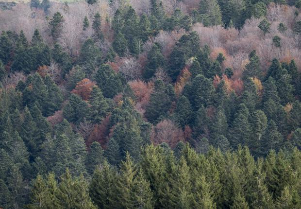 RF7_BRPL_Peuplemens mélangés