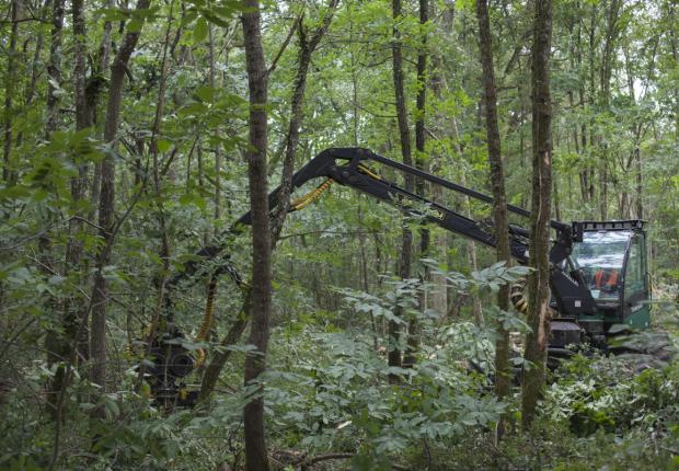 mecanisation feuillue